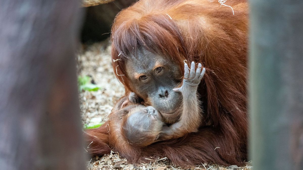 Pražská zoo slaví. Na svět přišel vzácný orangutan sumaterský